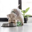 Weruva Dogs in The Kitchen Grain-Free Natural Canned Wet Dog Food - Doggie Dinner Dance Variety - 10 Ounce (Pack of 12)