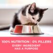 Purina ONE Healthy Kitten Formula Kitten Food, Chicken - Dry Cat 16 LBS