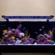 Current USA Orbit Marine IC LED Reef Aquarium Light | 24 Hour IR Lighting & Wave Pump Control | Adjustable Color Spectrum, 24" - 36"