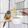 Gabbert 53.5'' Iron Play Top Floor Bird Cage with Wheels