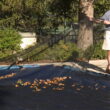 Harris Pool Products Professional Grade Leaf Nets for In-Ground Swimming Pools - Economy Leaf Net - 12' x 24'