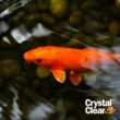 Airmax Ecosystems AMCC073-2G 2.5 gal Crystalclear Algae D- Solve