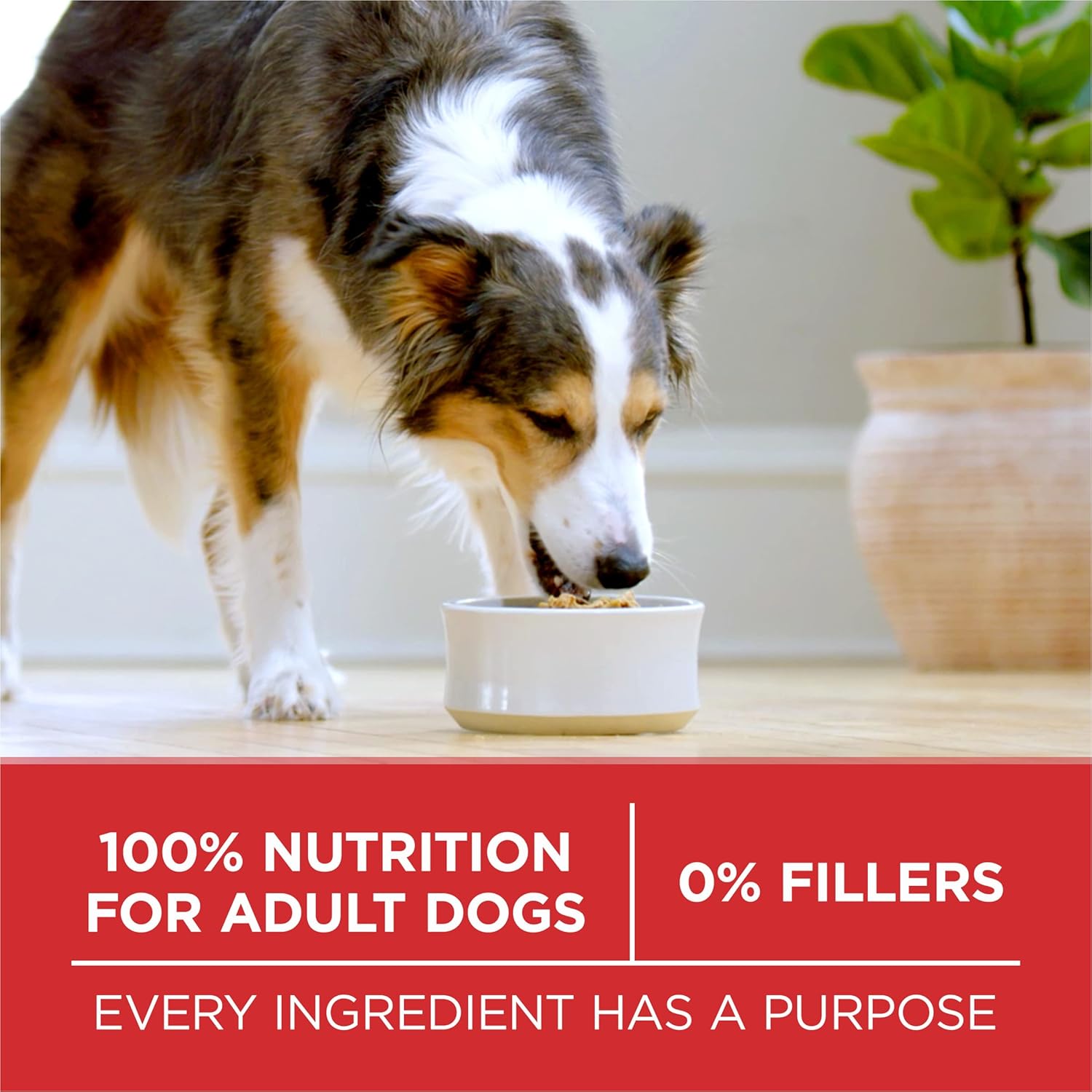 Purina ONE Dry Dog Food Lamb and Rice Formula - 31.1 lb. Bag Purina ONE Dry Dog Food Lamb and Rice Formula - 31.1 lb. Bag - Image 9