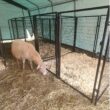 ALEKO DK5x5x4SQ-HD 4 ft. H x 5 ft. W x 5 ft. L Dog Kennel ALEKO DK5x5x4SQ-HD 4 ft. H x 5 ft. W x 5 ft. L Dog Kennel