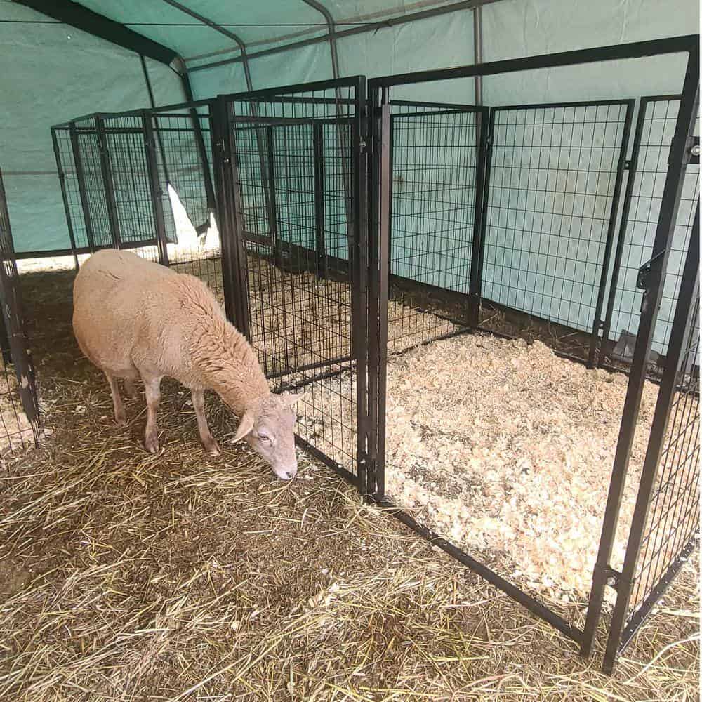 ALEKO DK5x5x4SQ-HD 4 ft. H x 5 ft. W x 5 ft. L Dog Kennel ALEKO DK5x5x4SQ-HD 4 ft. H x 5 ft. W x 5 ft. L Dog Kennel - Image 2