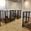 ALEKO DK5x5x4SQ-HD 4 ft. H x 5 ft. W x 5 ft. L Dog Kennel ALEKO DK5x5x4SQ-HD 4 ft. H x 5 ft. W x 5 ft. L Dog Kennel