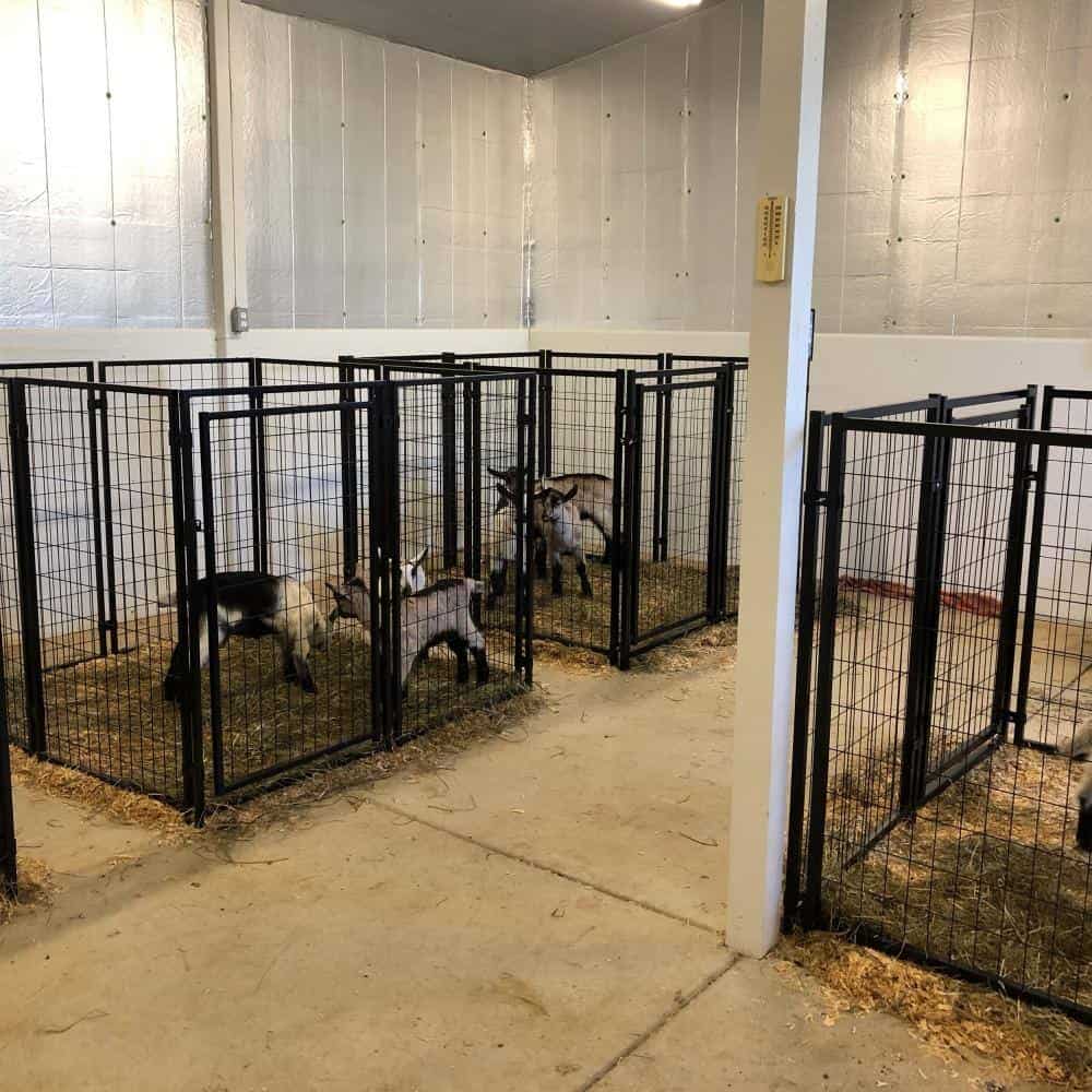 ALEKO DK5x5x4SQ-HD 4 ft. H x 5 ft. W x 5 ft. L Dog Kennel ALEKO DK5x5x4SQ-HD 4 ft. H x 5 ft. W x 5 ft. L Dog Kennel - Image 8