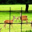 Tenax 1A120246 7.5 ft. x 330 ft. C Flex Plastic Deer Fence