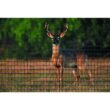 Tenax 1A120246 7.5 ft. x 330 ft. C Flex Plastic Deer Fence