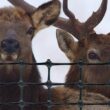 Tenax 1A120246 7.5 ft. x 330 ft. C Flex Plastic Deer Fence