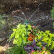 Melnor Telescoping Sprinkler