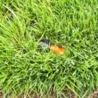 Autowater QSK-745 Quick Snap in Ground 5 in. Pop Up Adjustable Sprinkler, Pack of 5