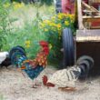 Shorayn Metal Rooster Statues, Outdoor Garden Statues, Metal Chicken Decor, Set of 2 Shorayn Metal Rooster Statues, Outdoor Garden Statues, Metal Chicken Decor, Garden Sculptures & Statues, Chicken Ornaments Yard Art for Backyard Patio Lawn Decorations, Set of 2 - 3