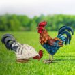 Shorayn Metal Rooster Statues, Outdoor Garden Statues, Metal Chicken Decor, Garden Sculptures & Statues, Chicken Ornaments Yard Art for Backyard Patio Lawn Decorations, Set of 2 - 1