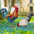 Shorayn Metal Rooster Statues, Outdoor Garden Statues, Metal Chicken Decor, Set of 2 Shorayn Metal Rooster Statues, Outdoor Garden Statues, Metal Chicken Decor, Garden Sculptures & Statues, Chicken Ornaments Yard Art for Backyard Patio Lawn Decorations, Set of 2 - 2