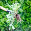 Grampa's Weeder - The Original Stand Up Weed Puller Tool with Long Handle