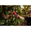 Milwaukee M12 FUEL 12V Brushless Cordless Brushless Cordless Pruner Kit w/(2) 2.0 Ah Battery, Charger Milwaukee M12 FUEL 12V Brushless Cordless Brushless Cordless Pruner Kit w/(2) 2.0 Ah Battery, Charger