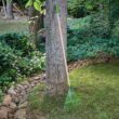 Ames 2915600 54 in. Wood Handle 22-Tine Steel Leaf Rake
