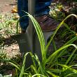 Radius Garden 22311-21 31 in. Fiberglass Handle 40 in. Root Slayer Carbon Steel Nomad Shovel