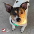 Fromm Four-Star Nutritionals Beef Frittata Veg Dog Food - Premium Dry Dog Food - Beef Recipe - 26 lb Fromm Four-Star Nutritionals Beef Frittata Veg Dog Food - Premium Dry Dog Food - Beef Recipe - 26 lb