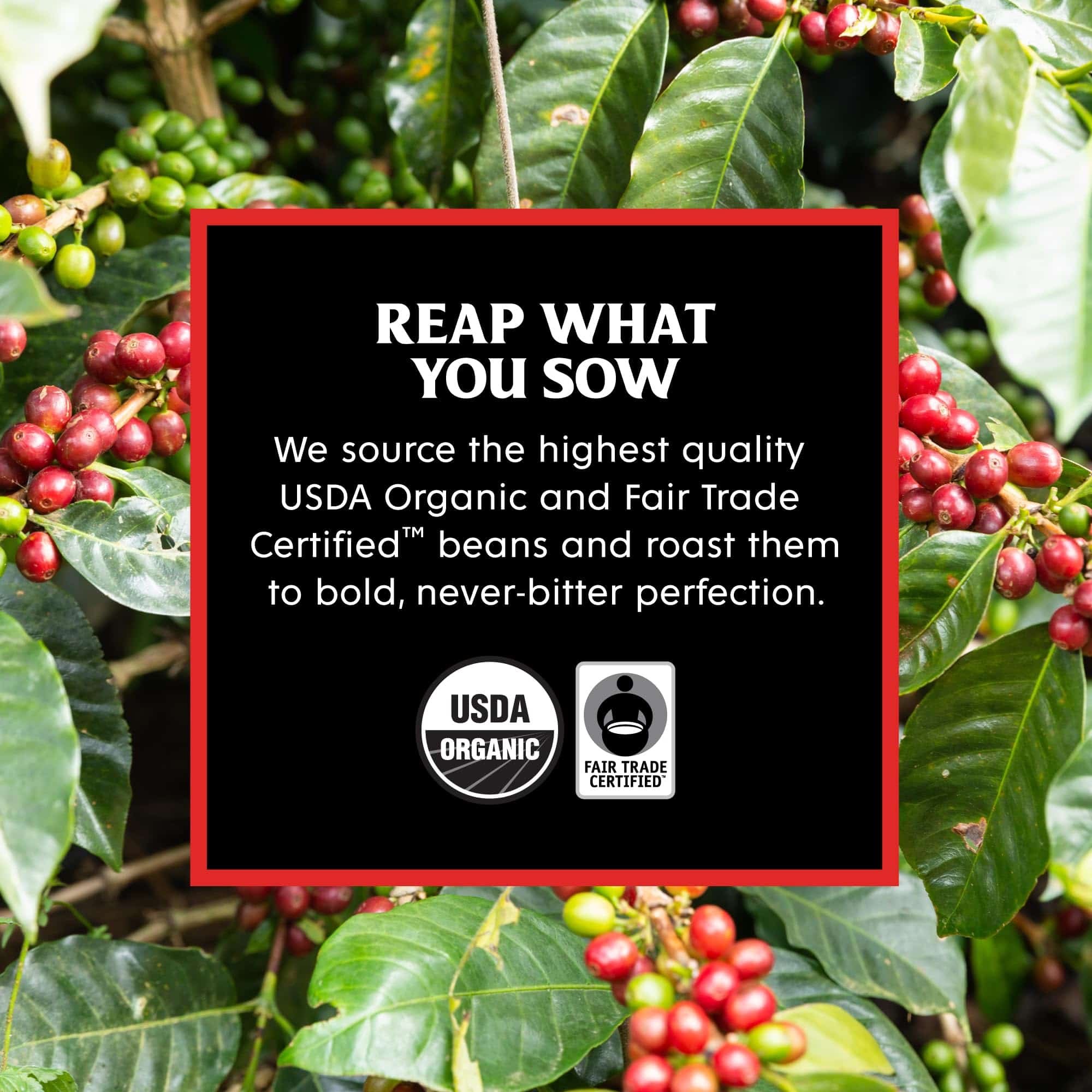 Death Wish Coffee Co. Medium Roast Single Serve Pods - Extra Kick of Caffeine - Lighter Blend of Bold Arabica & Robusta Beans (50 Count) Death Wish Coffee Co. Medium Roast Single Serve Pods - Extra Kick of Caffeine - Lighter Blend of Bold Arabica & Robusta Beans (50 Count) - Image 4