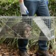 Havahart 1045SR Large 2-Door Humane Catch and Release Live Animal Trap