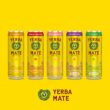 Guayakí Yerba Mate, Organic Sparkling Energy Drink Alternative, Grapefruit Ginger, 15.5 Oz (Pack of 12) (Packaging May Vary)