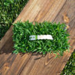 Bethel Farms 144-sq ft Natural St. Augustine Sod Plug