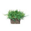 Bethel Farms 144-sq ft Natural Zoysia Sod Plug