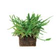 Bethel Farms 144-sq ft Natural St. Augustine Sod Plug