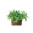 Bethel Farms 144-sq ft Natural St. Augustine Sod Plug