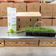 Bethel Farms 144-sq ft Natural Zoysia Sod Plug