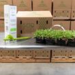 Bethel Farms SodPods St Augustine Palmetto (64-Count)/SP Power Planter Bundle, Natural Affordable Lawn Improvement