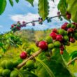 ROYAL KONA COFFEE Whole Bean - 100% Hawaiian Kona Whole Bean Coffee Medium Roast, 7 oz