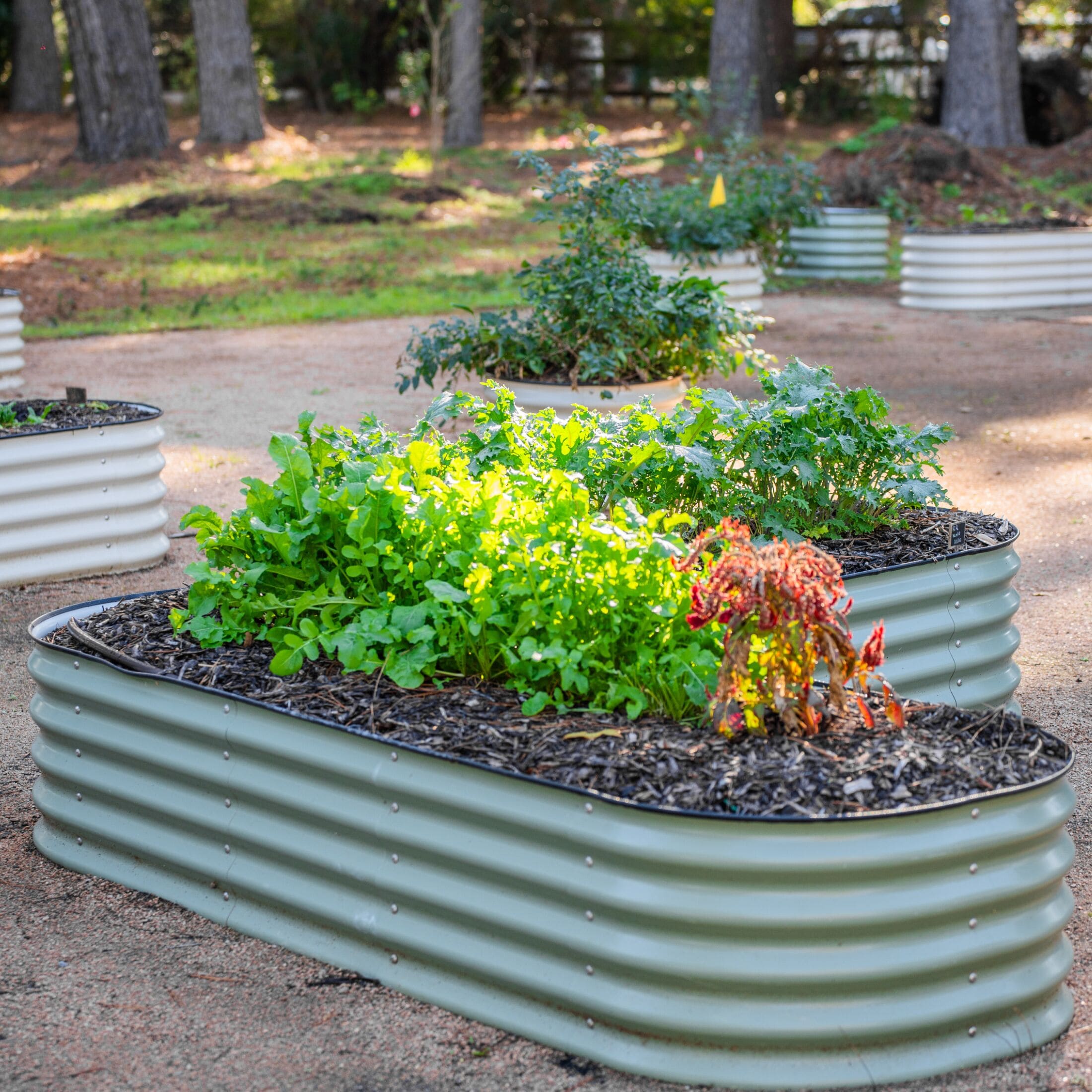 Vego Garden 41-cu ft 84-in W x 84-in L x 17-in H Olive Green Galvanized Metal Raised Garden Bed Vego Garden 41-cu ft 84-in W x 84-in L x 17-in H Olive Green Galvanized Metal Raised Garden Bed