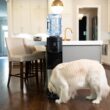Primo Black Water cooler