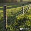 Fencer Wire 6 ft. x 100 ft. 12.5-Gauge Welded Wire Fence with Mesh 2 in. x 4 in. WB125-6X100M24