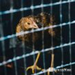 Fencer Wire 4 ft. x 100 ft. 16-Gauge Welded Wire Fence, Mesh Size 1/2 in. x 1 in., Multiple Use Galvanized Welded Wire Roll WB16-4X100MH1