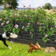 Ares 38 in. x 46 in. Black Garden Fence W/Post And No-Dig Steel Cone Anchor Recycled Plastic Privacy Fence Panel(4-Pack)
