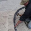 ProFlex 48 ft. Paver Edging Project Kit in Black