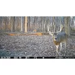 SpyPoint Flex G36 36.0 MP Cellular Game Cameras 2-Pack SpyPoint Flex G36 36.0 MP Cellular Game Cameras 2-Pack