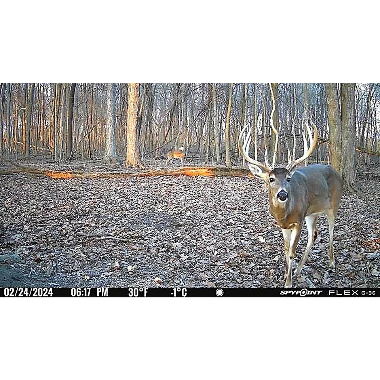 SpyPoint Flex G36 36.0 MP Cellular Game Cameras 2-Pack SpyPoint Flex G36 36.0 MP Cellular Game Cameras 2-Pack - Image 6