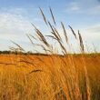 Outsidepride Perennial Tall Native Grass Seed Mix - 25 lbs. Blend of Drought-Tolerant, Low-Maintenance Bluestem
