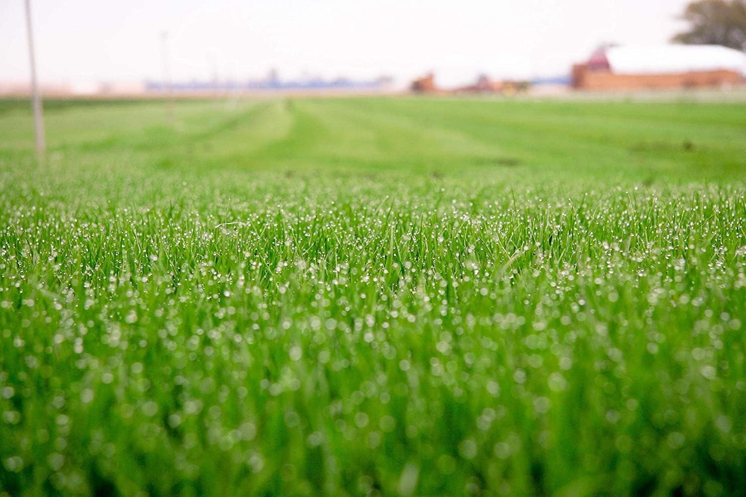 Barenbrug Turf Saver RTF Grass Seed w/Yellow Jacket Coating- Less Water Self-Repairing Tall Fescue Turf (50 LB Bag) Barenbrug Turf Saver RTF Grass Seed w/Yellow Jacket Coating- Less Water Self-Repairing Tall Fescue Turf (50 LB Bag) - Image 4