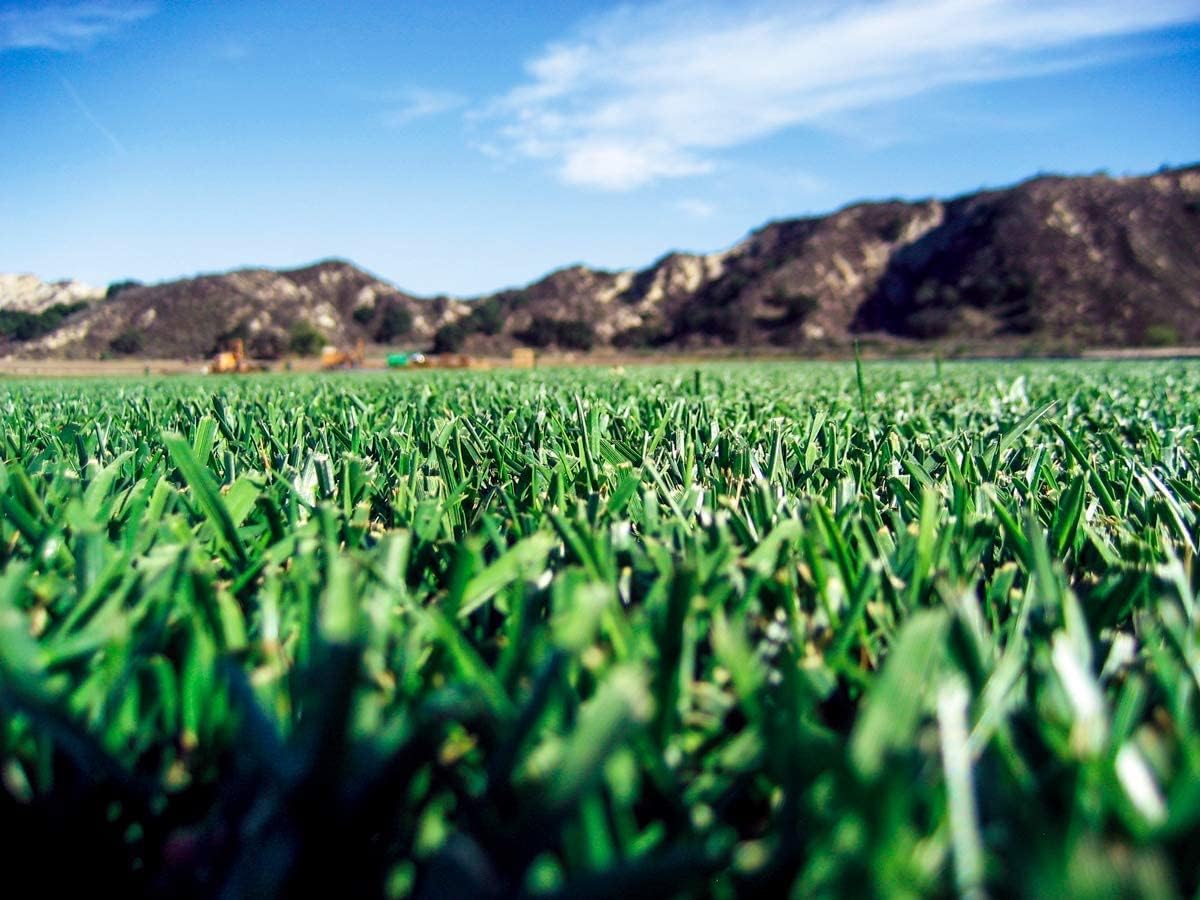 Barenbrug Turf Saver RTF Grass Seed w/Yellow Jacket Coating- Less Water Self-Repairing Tall Fescue Turf (50 LB Bag) Barenbrug Turf Saver RTF Grass Seed w/Yellow Jacket Coating- Less Water Self-Repairing Tall Fescue Turf (50 LB Bag) - Image 5