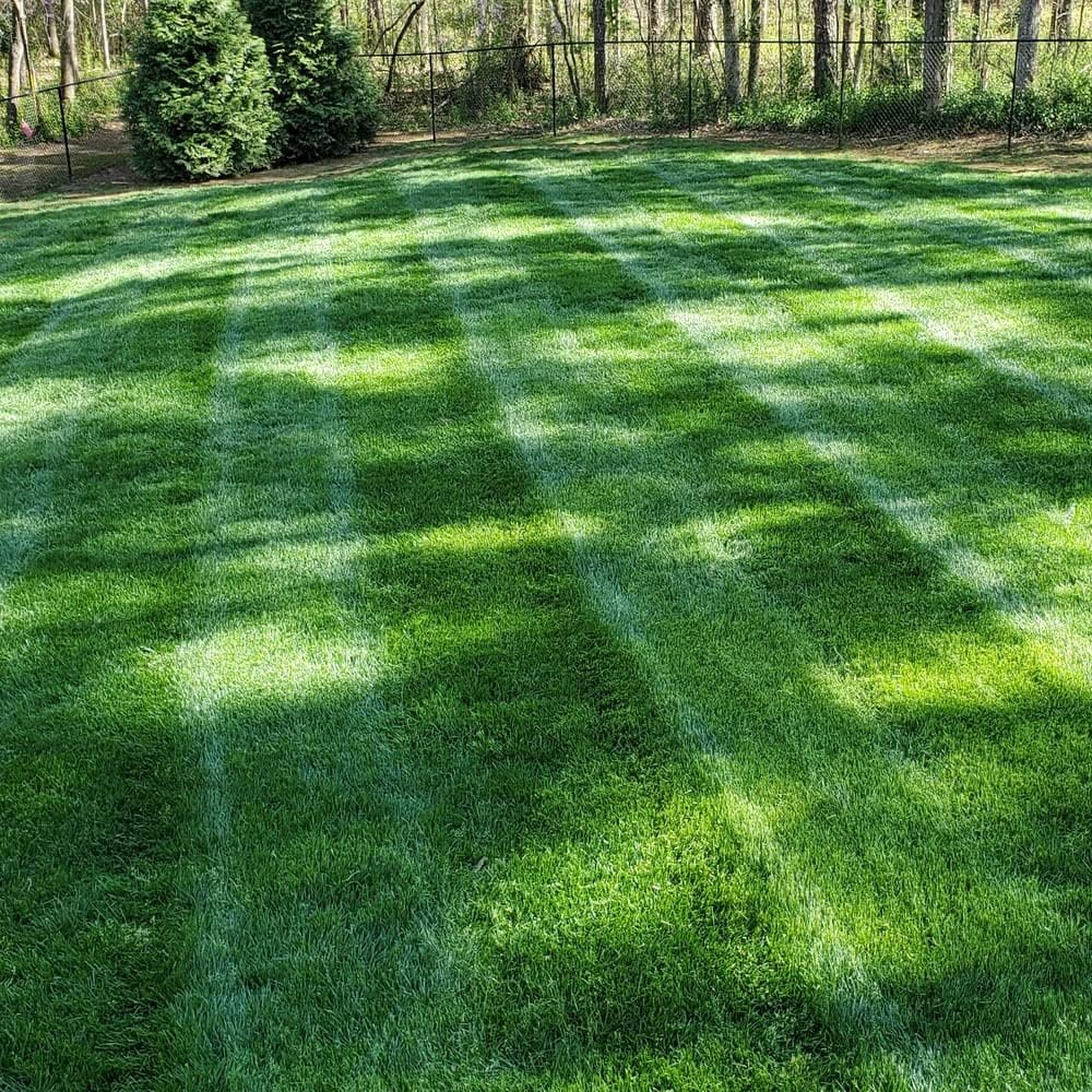 Outsidepride Midnight Kentucky Bluegrass Seed - 50 Lbs. Cold & Drought Tolerant, Sun-Loving Lawn Grass Seed Outsidepride Midnight Kentucky Bluegrass Seed - 50 Lbs. Cold & Drought Tolerant, Sun-Loving Lawn Grass Seed - Image 2
