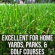 Blue Eagle Kentucky Bluegrass Seed, 25LB Bulk Bag, Uncoated & No Fill, Grow Beautiful & Best Yards, Cold Tolerant