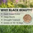 Jonathan Green (10316) Black Beauty Original Grass Seed Blend - Cool Season Lawn Seed (50 lb)