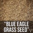 Blue Eagle Kentucky Bluegrass Seed, 25LB Bulk Bag, Uncoated & No Fill, Grow Beautiful & Best Yards, Cold Tolerant