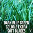 Blue Eagle Kentucky Bluegrass Seed, 25LB Bulk Bag, Uncoated & No Fill, Grow Beautiful & Best Yards, Cold Tolerant